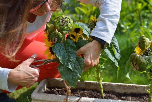 Community garden project by Gardener Westminster